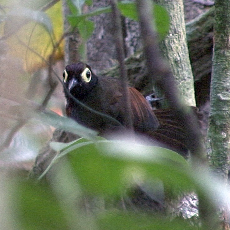 Harlequin Antbird - ML205076301