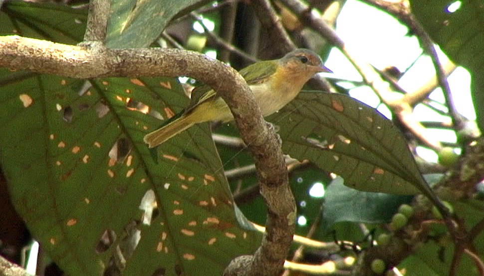 Buff-cheeked Greenlet - ML205076381