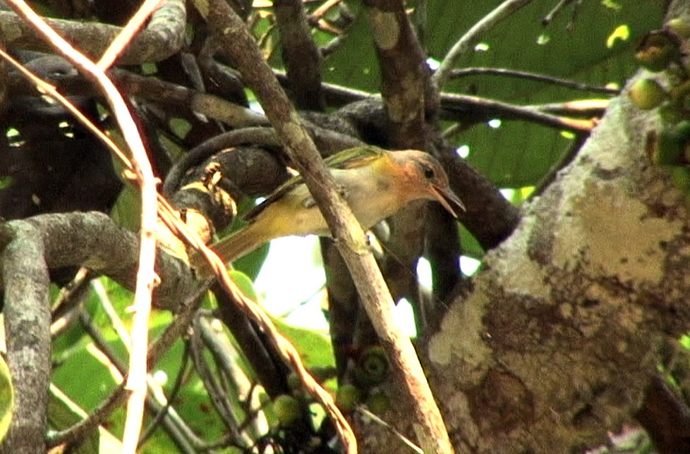 Buff-cheeked Greenlet - Josep del Hoyo