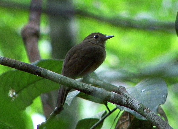 Cinereous Antshrike - ML205076411