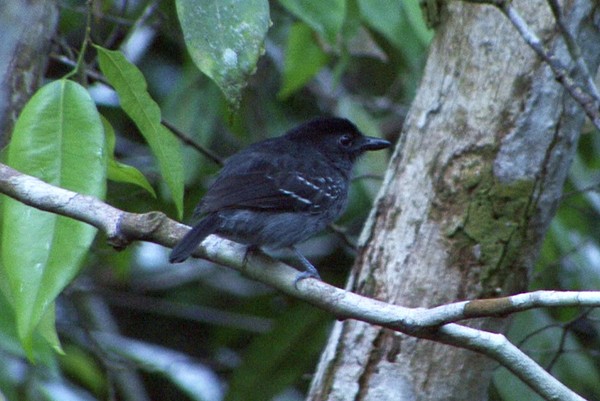 Blackish-gray Antshrike - ML205076441