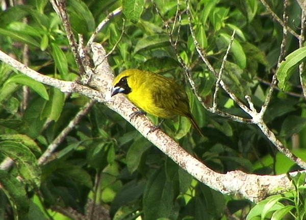 Yellow-green Grosbeak - ML205076461