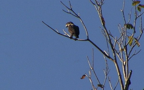 Loro Morado - ML205076551