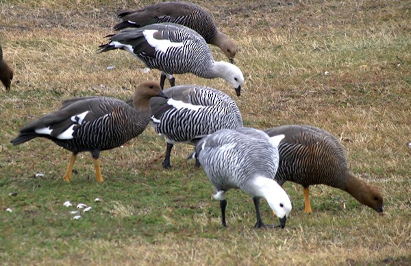 Upland Goose - ML205076641