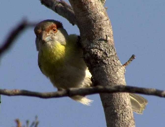 Kızıl Kaşlı Koca Vireo (viridis/cearensis) - ML205077781