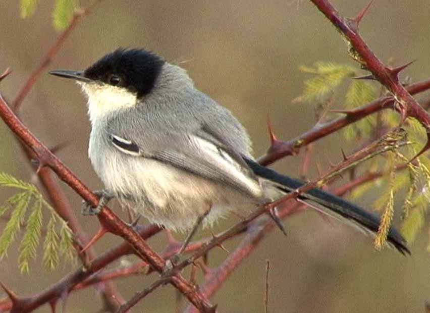 Tropical Gnatcatcher (atricapilla) - ML205077881