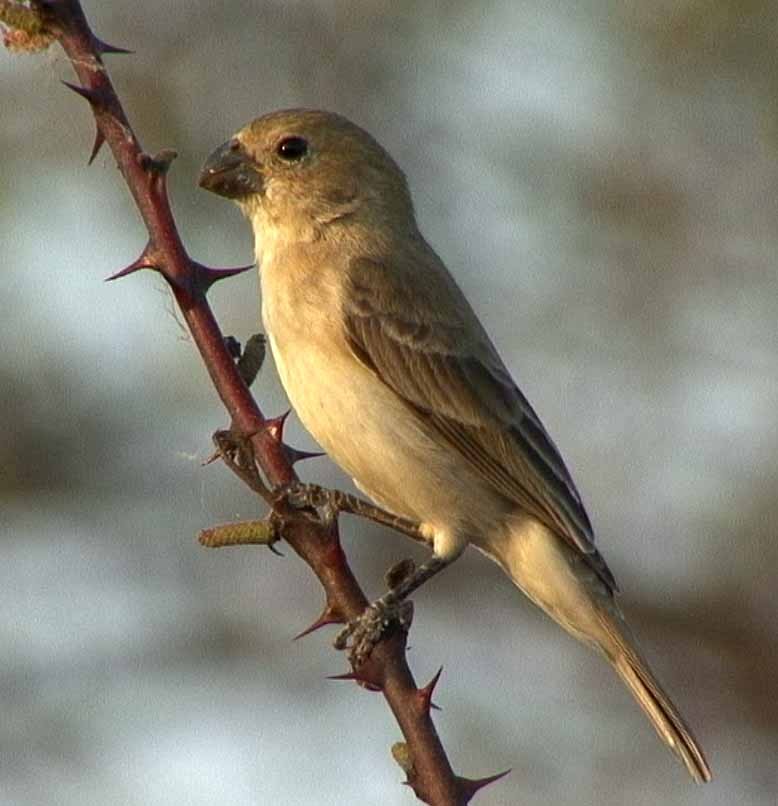 White-throated Seedeater - Josep del Hoyo