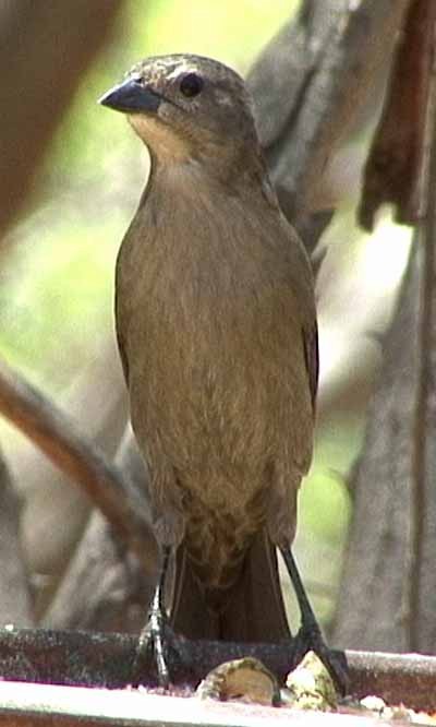 Shiny Cowbird - ML205078031