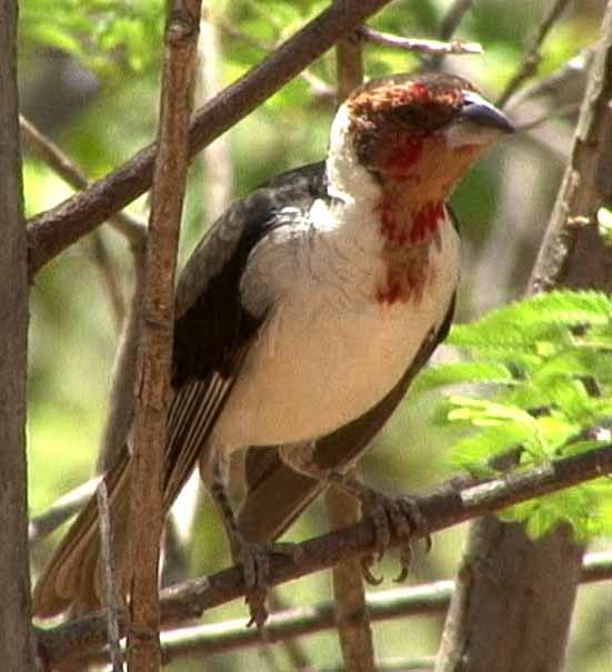 Red-cowled Cardinal - ML205078041