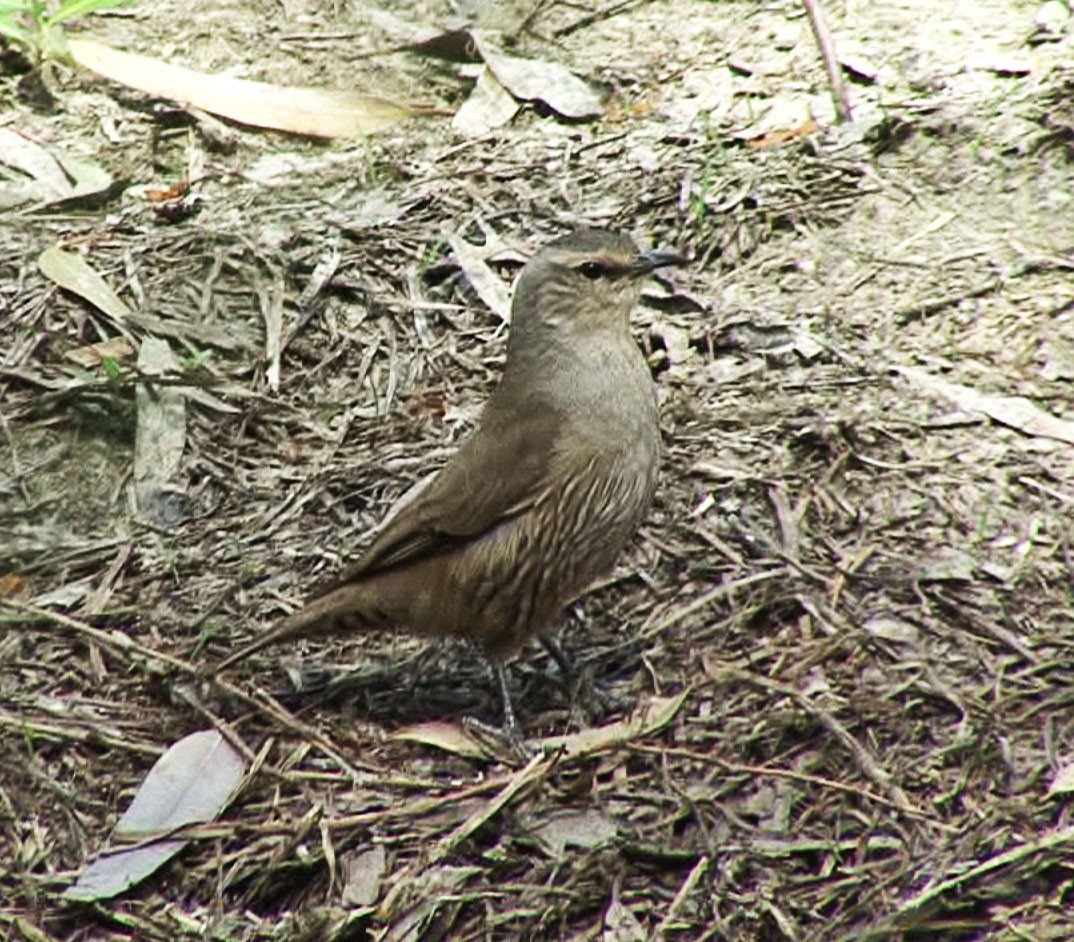 Brown Treecreeper - ML205078601