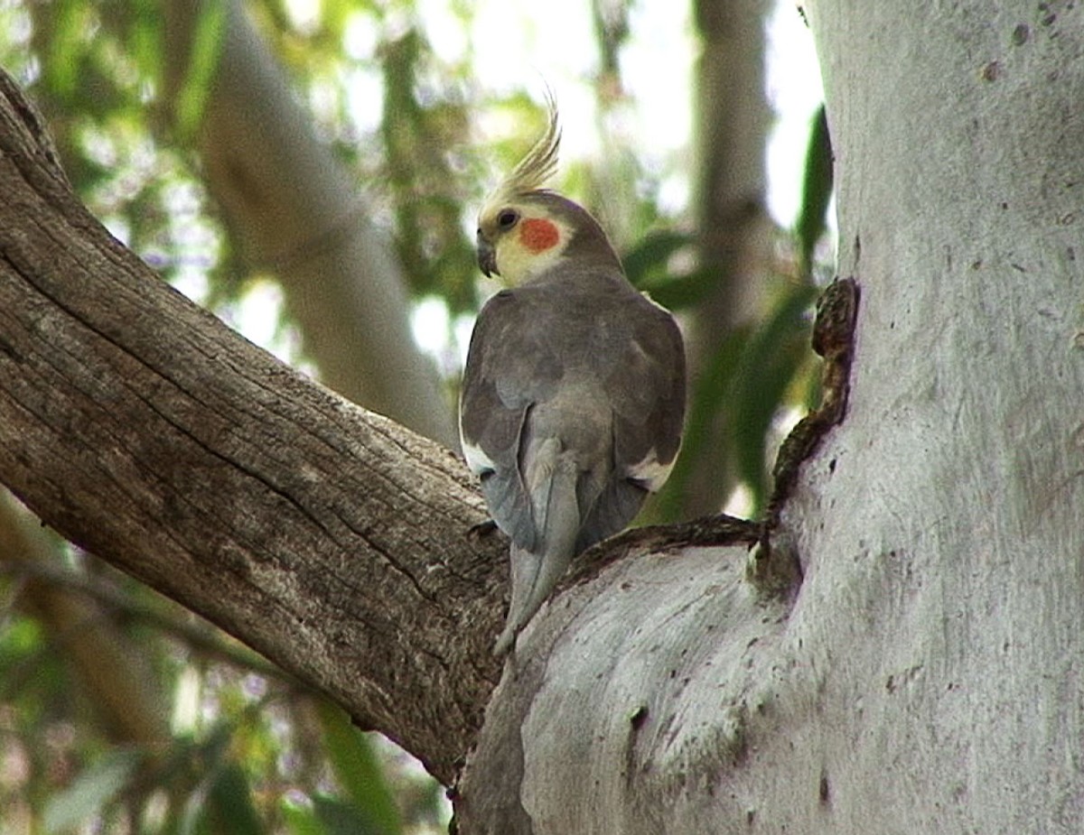 Cockatiel - ML205078651