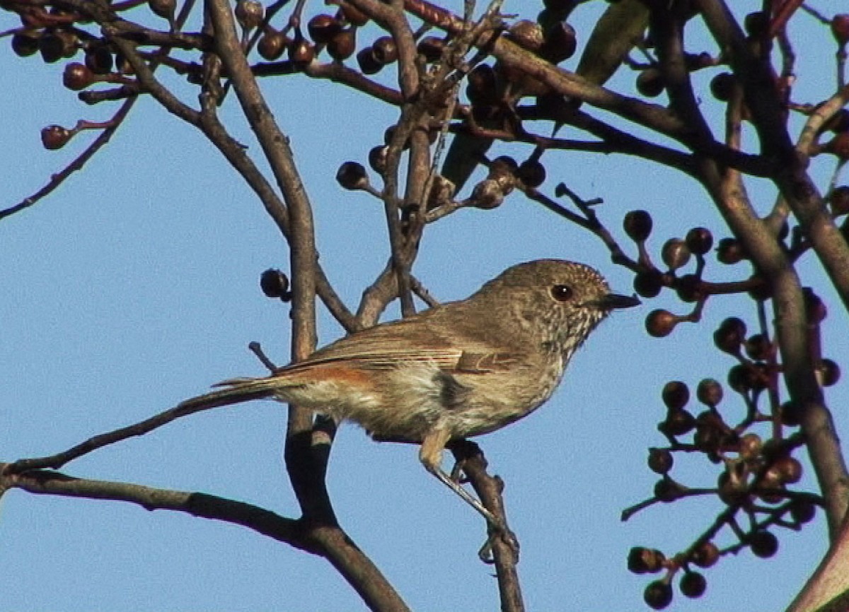 Inland Thornbill - ML205078681