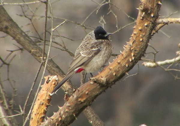 Red-vented Bulbul - ML205078761