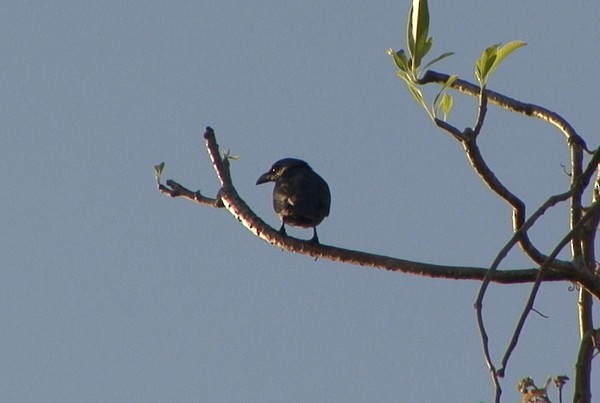 Tanimbar Starling - Josep del Hoyo