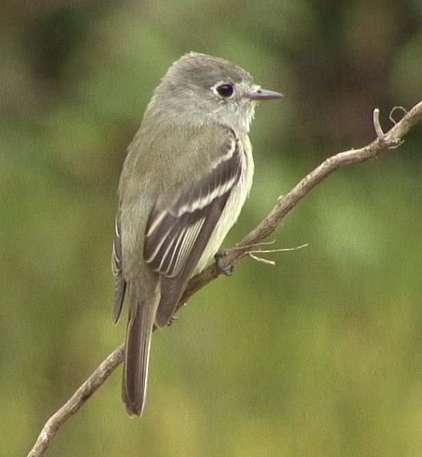 Hammond's Flycatcher - ML205080121