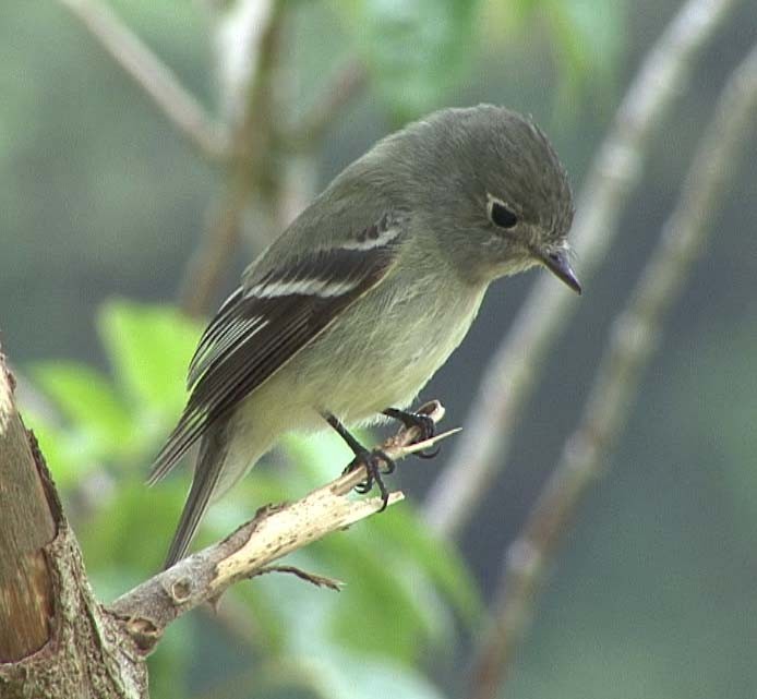 Hammond's Flycatcher - ML205080131