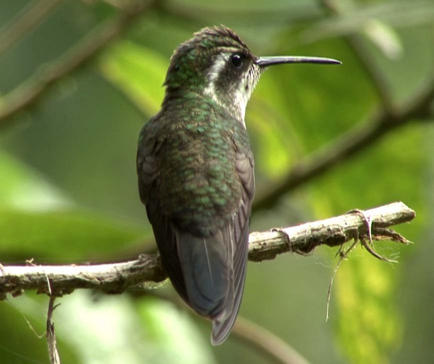 kolibřík salvadorský - ML205080141