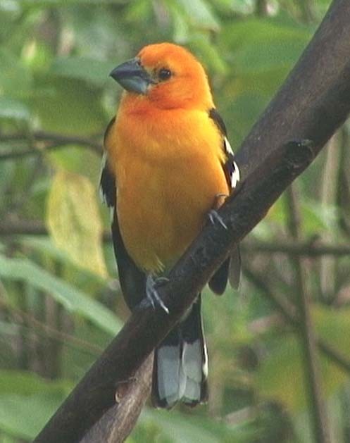 Cardinal jaune (aurantiacus) - ML205080151