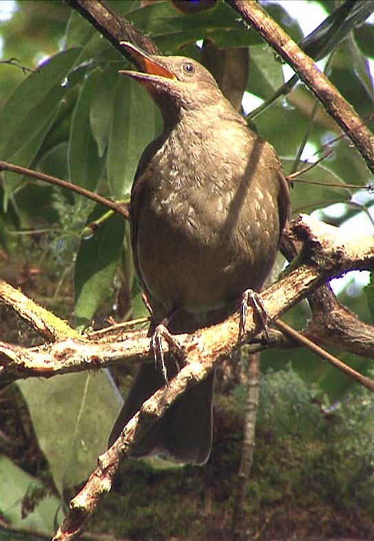 Mountain Thrush - ML205080191