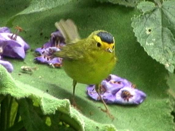 Wilson's Warbler - ML205080201