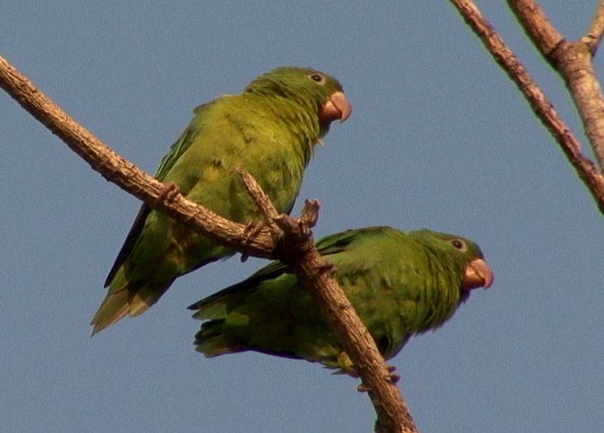 Orange-chinned Parakeet - ML205080461