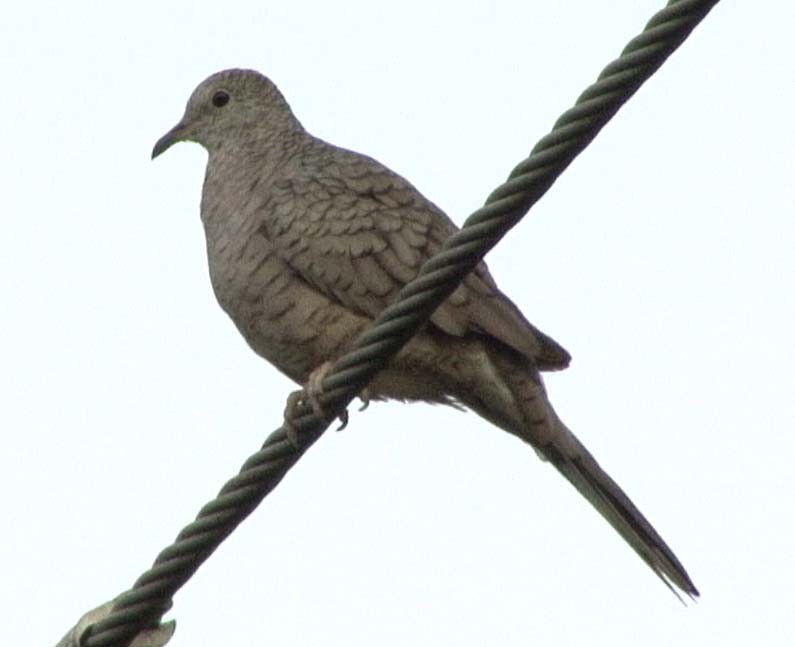 Inca Dove - ML205080471