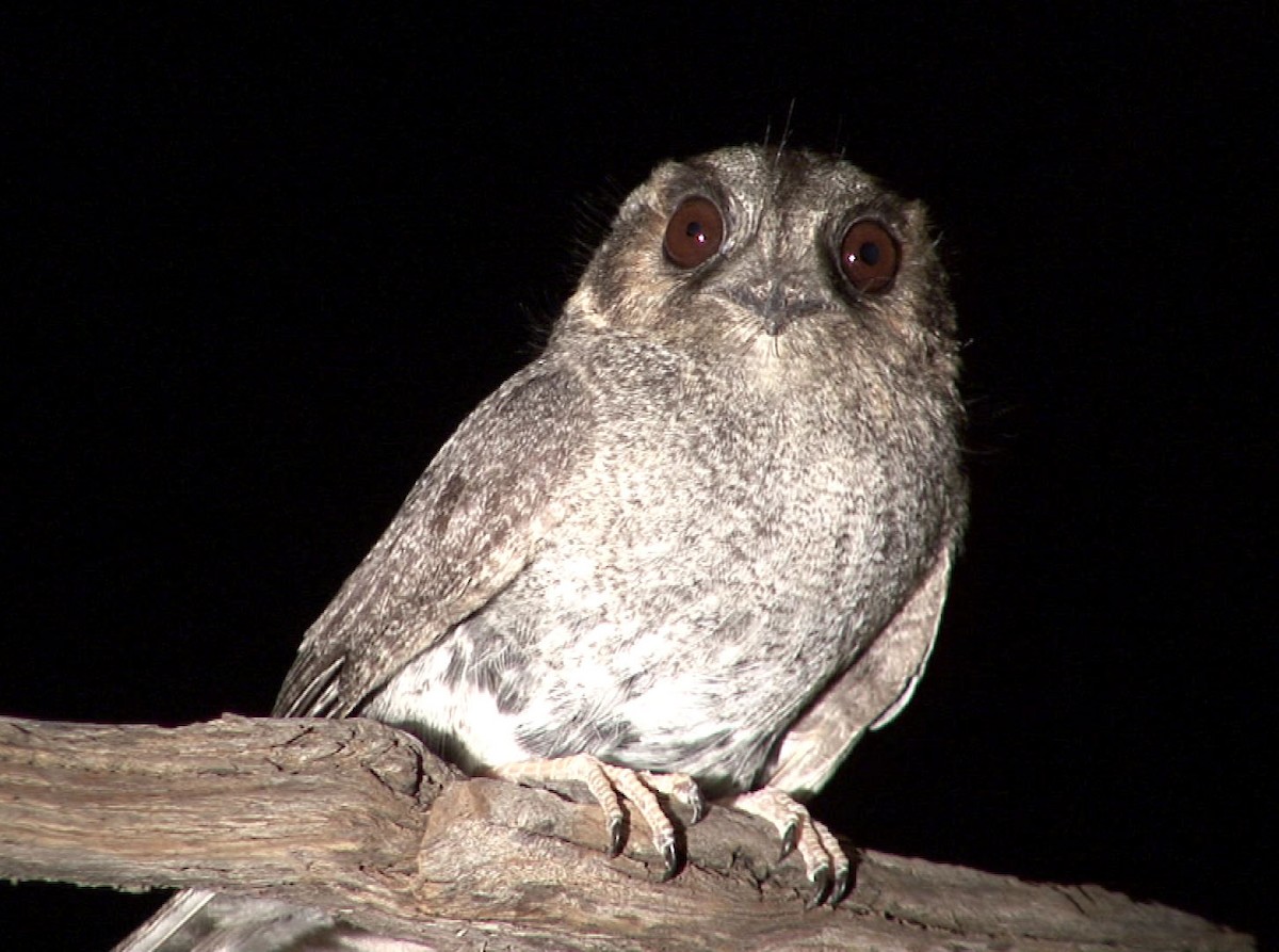 Australian Owlet-nightjar - ML205080511
