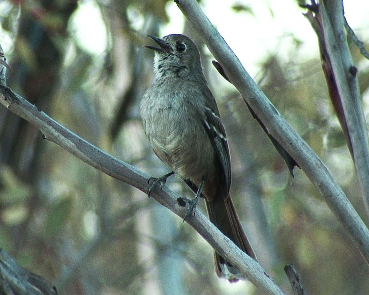 Southern Scrub-Robin - Josep del Hoyo