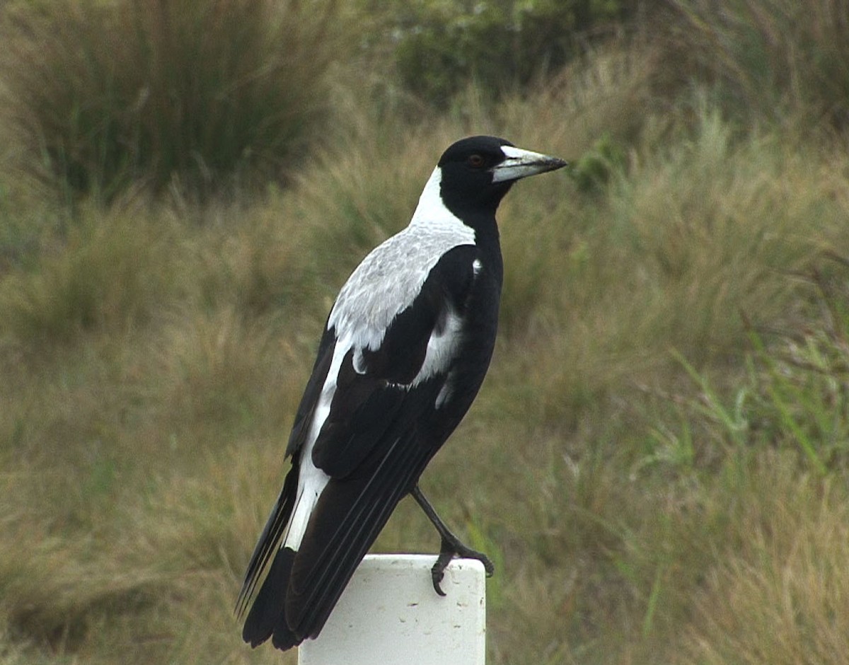 Australian Magpie (White-backed) - ML205080931