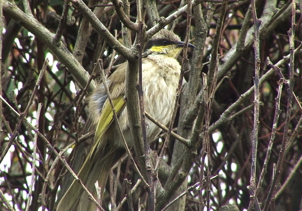 Singing Honeyeater - ML205080951