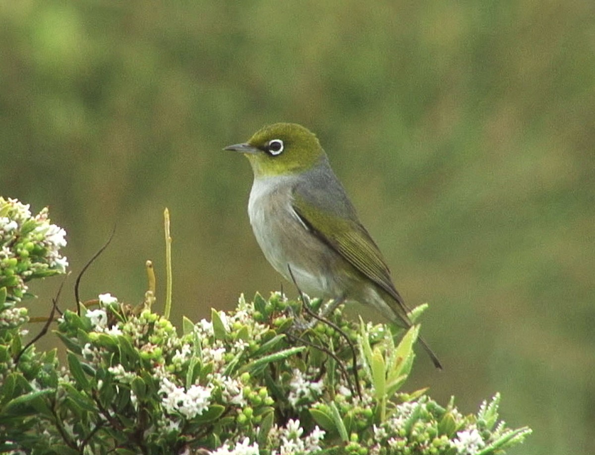 Graumantel-Brillenvogel - ML205080961