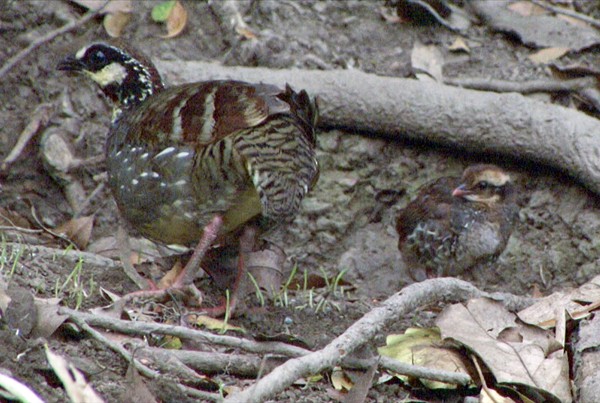 Taiwan Partridge - ML205081111