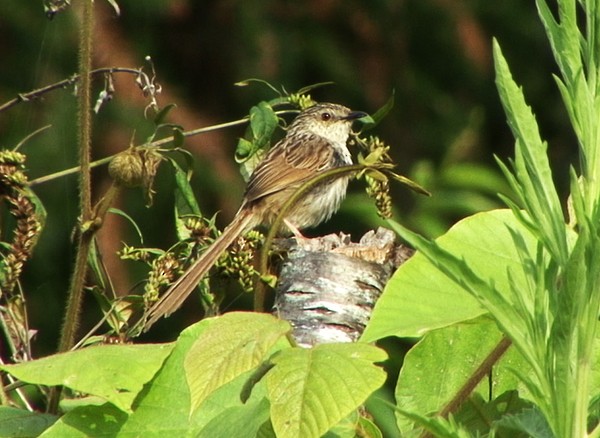 Striped Prinia - ML205081171