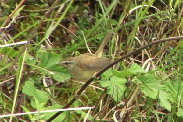 Brownish-flanked Bush Warbler - ML205081221