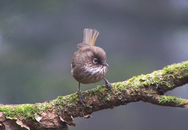 Taiwan Fulvetta - ML205081361