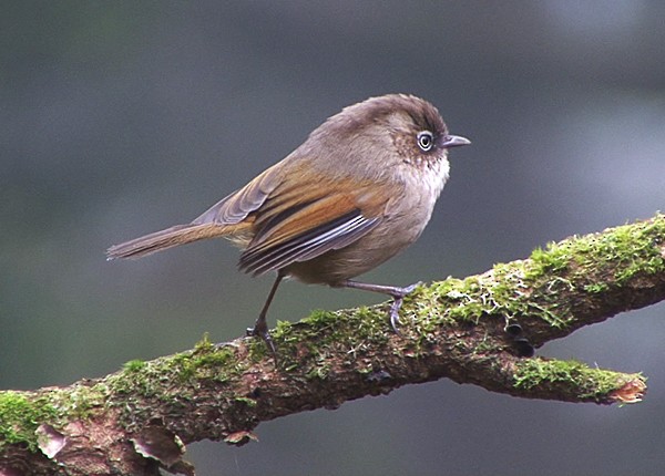 Fulvetta de Taïwan - ML205081371