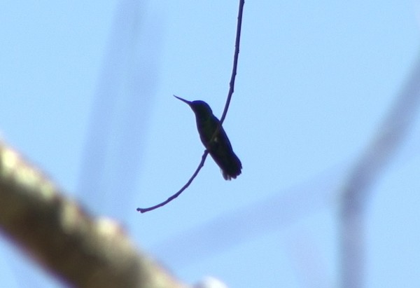 kolibřík křivozobec - ML205081471