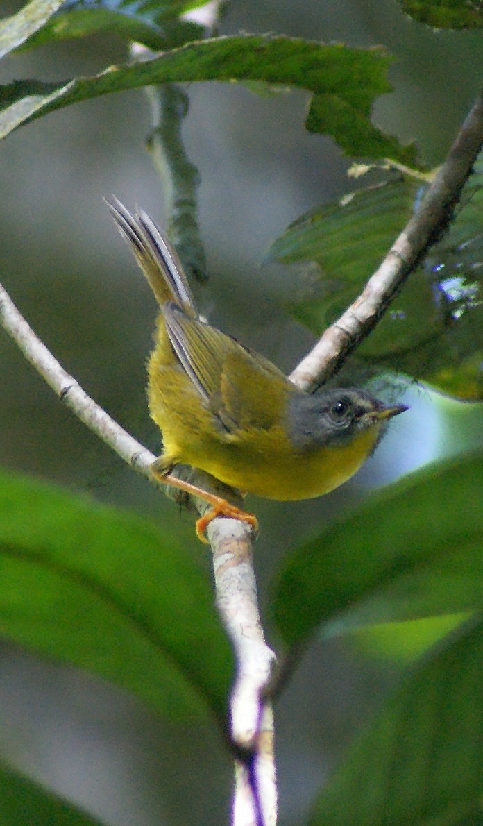 Gray-headed Warbler - ML205082201