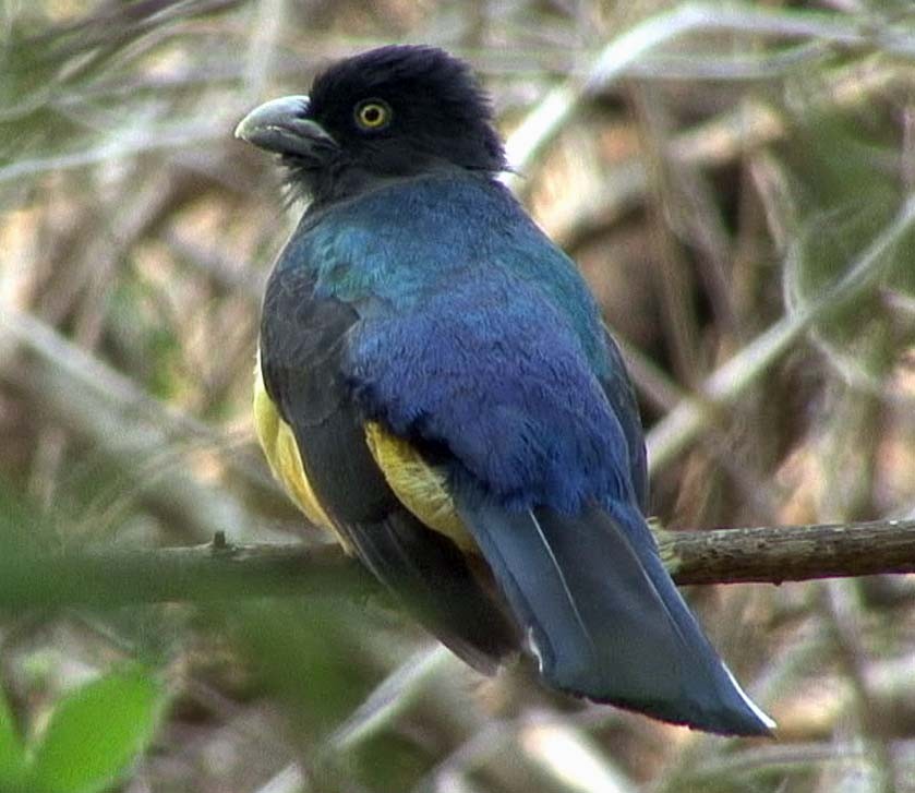 Citreoline Trogon - Josep del Hoyo