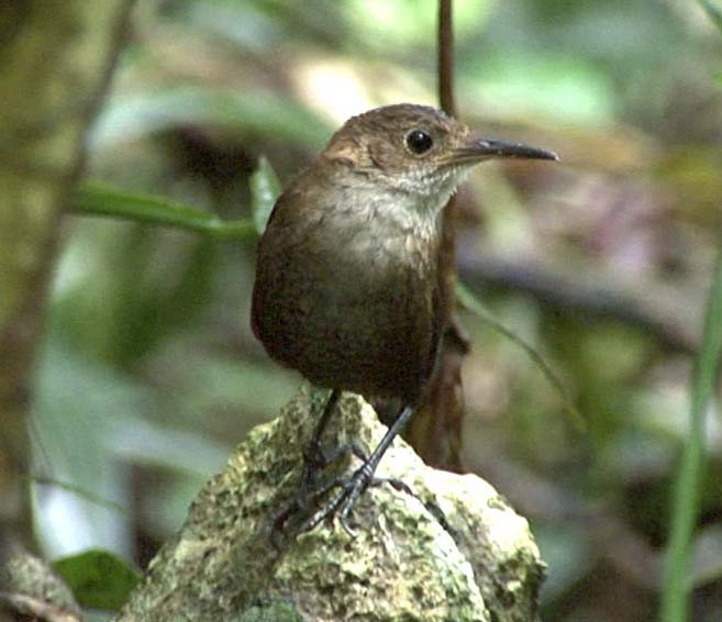 Nava's Wren - ML205082301