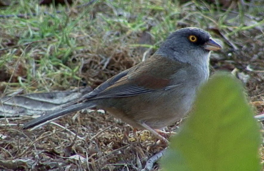 Yellow-eyed Junco (Chiapas) - Josep del Hoyo