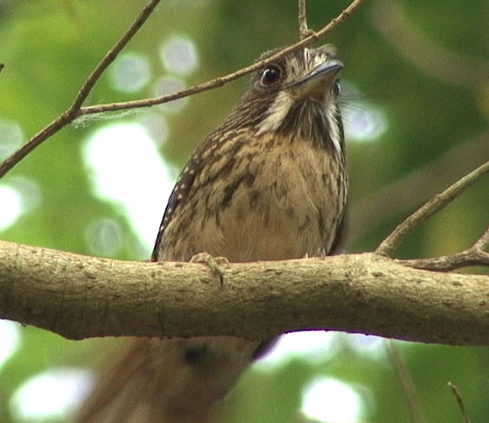 White-whiskered Puffbird - ML205082441