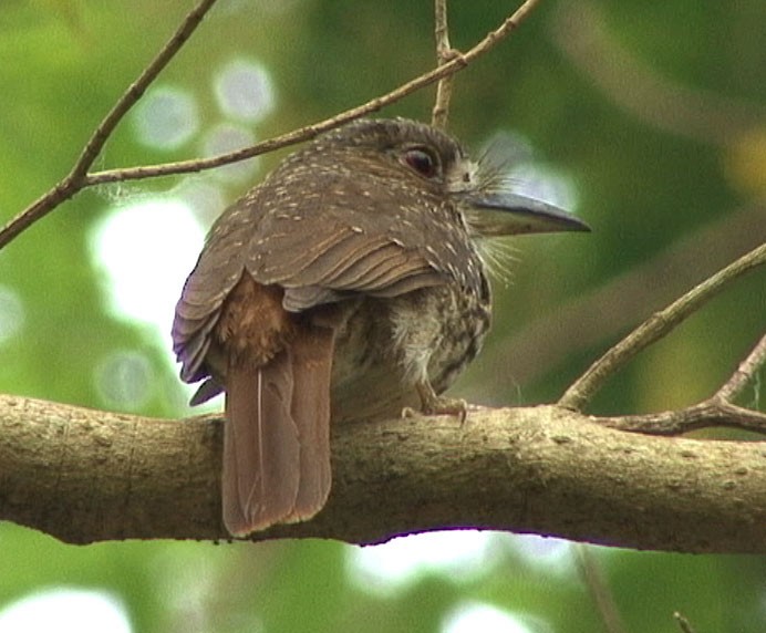 White-whiskered Puffbird - Josep del Hoyo