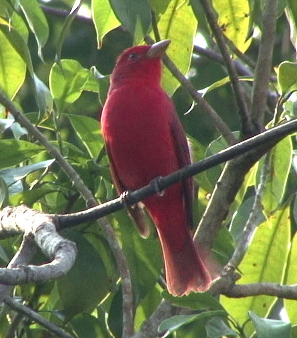 Summer Tanager - ML205082481