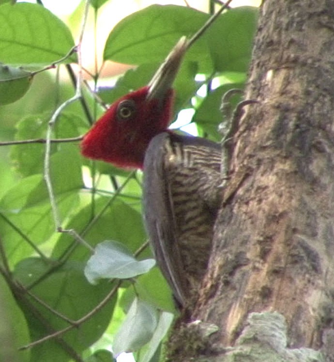 Pale-billed Woodpecker - ML205082551