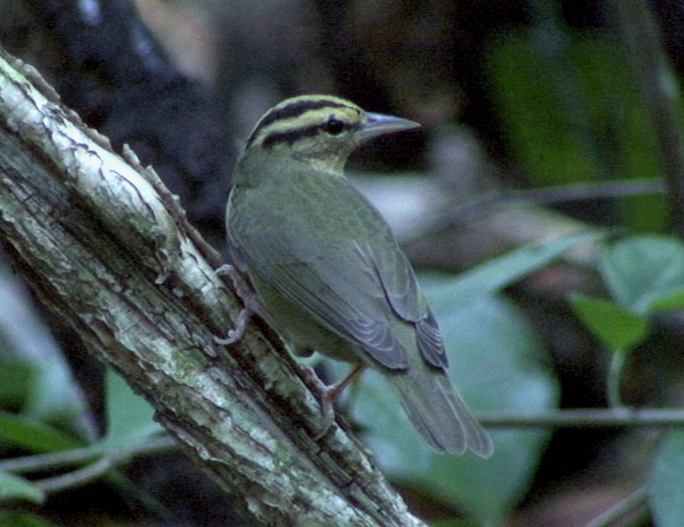 Worm-eating Warbler - ML205082621