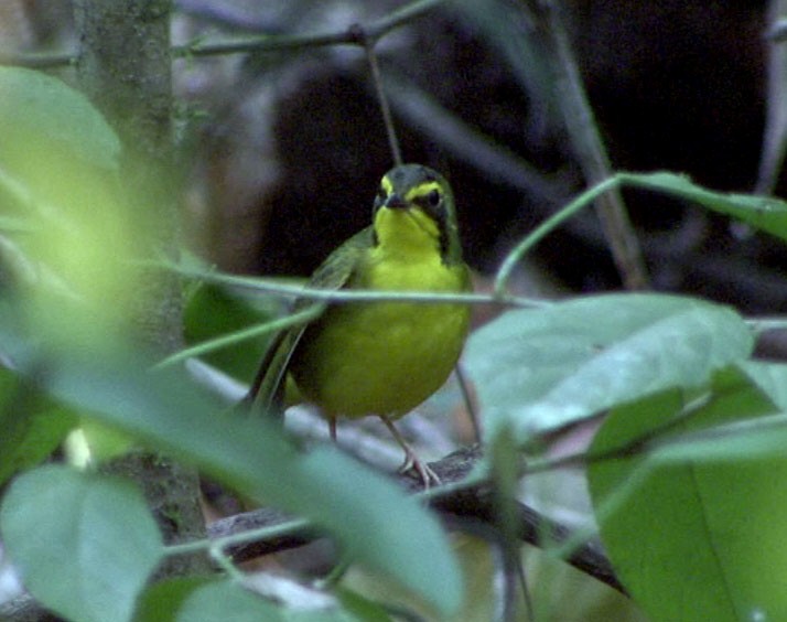 Kentucky Warbler - ML205082641