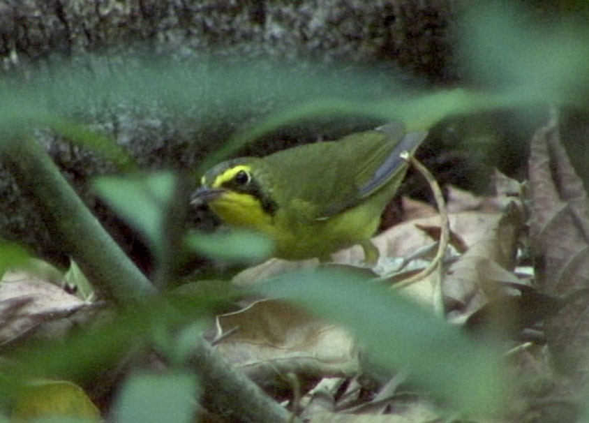 Kentucky Warbler - ML205082651