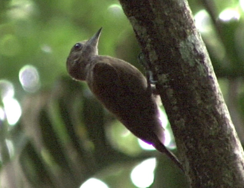 Smoky-brown Woodpecker - ML205082671