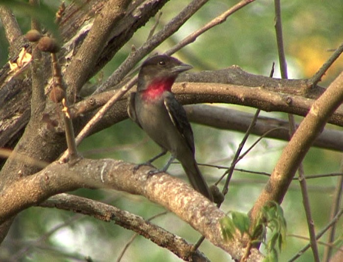 Rose-throated Becard - ML205082701